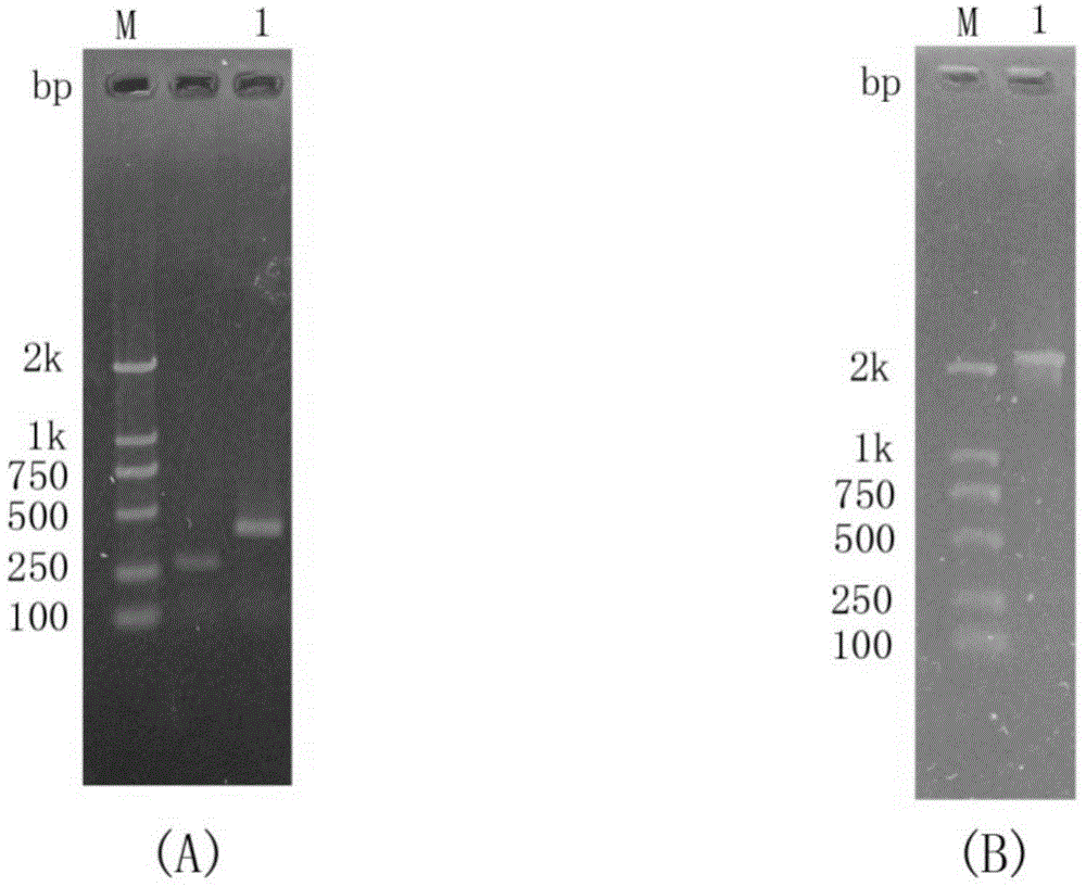 Endochitinase and coding gene and application thereof in production of chitobiose