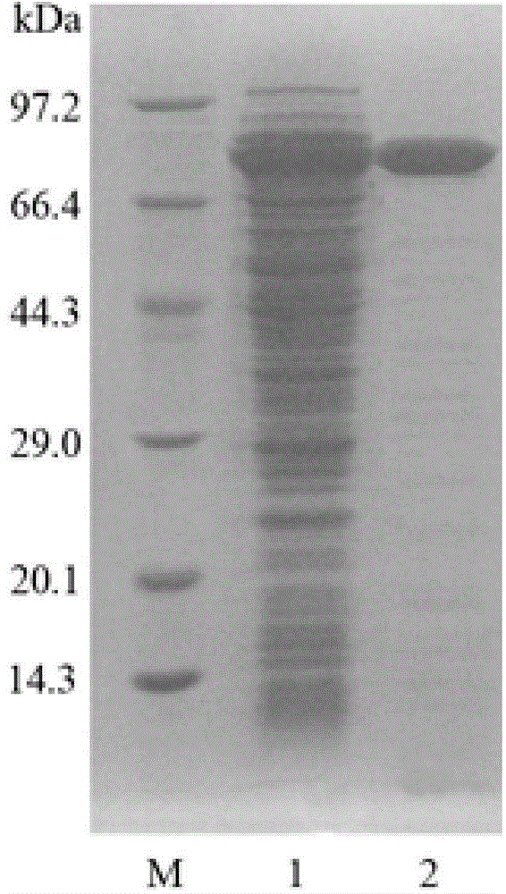 Endochitinase and coding gene and application thereof in production of chitobiose