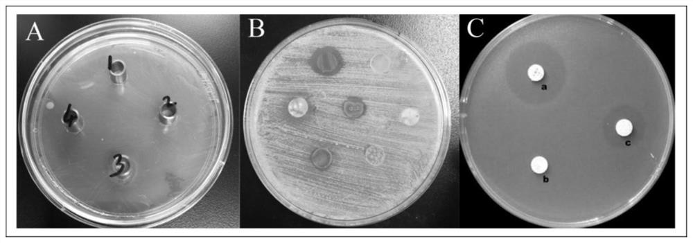 Device and method for high-throughput screening of active strains with potential biological anti-corrosion function