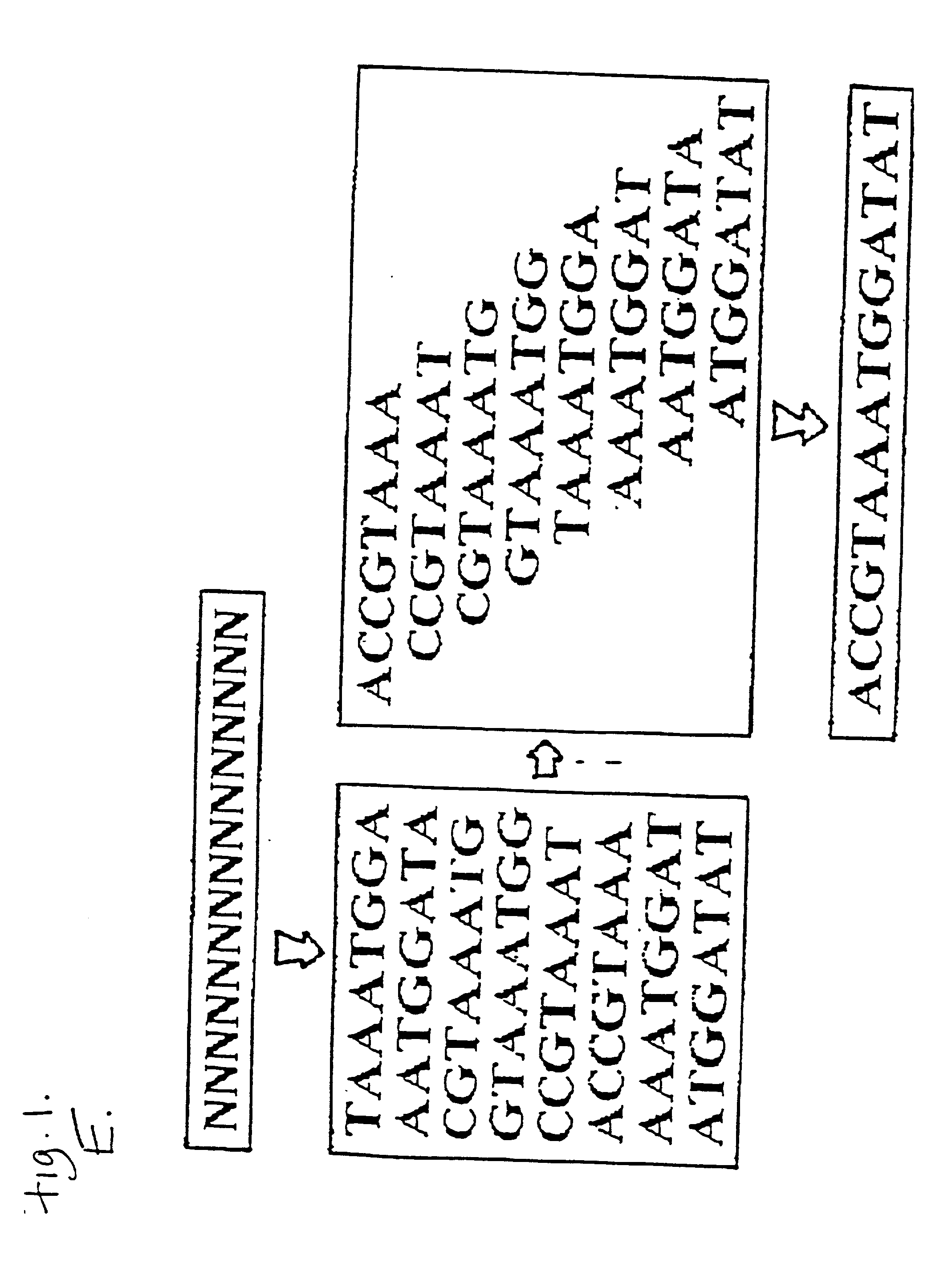 Method of sequencing by hybridization of oligonucleotide probes