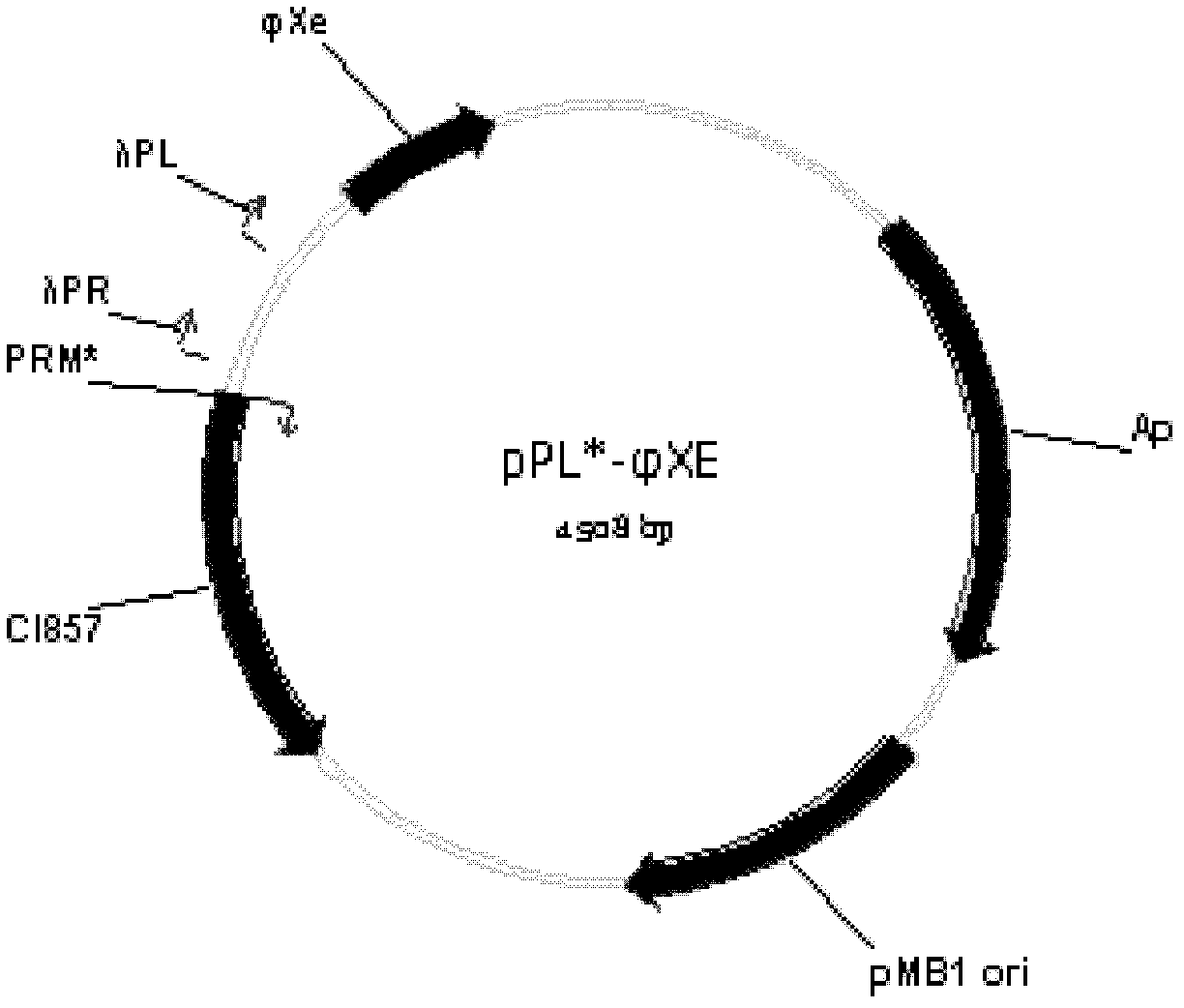 Reconstructed nucleic acid construction and method for quickly recycling amino acid composition by using reconstructed nucleic acid construction