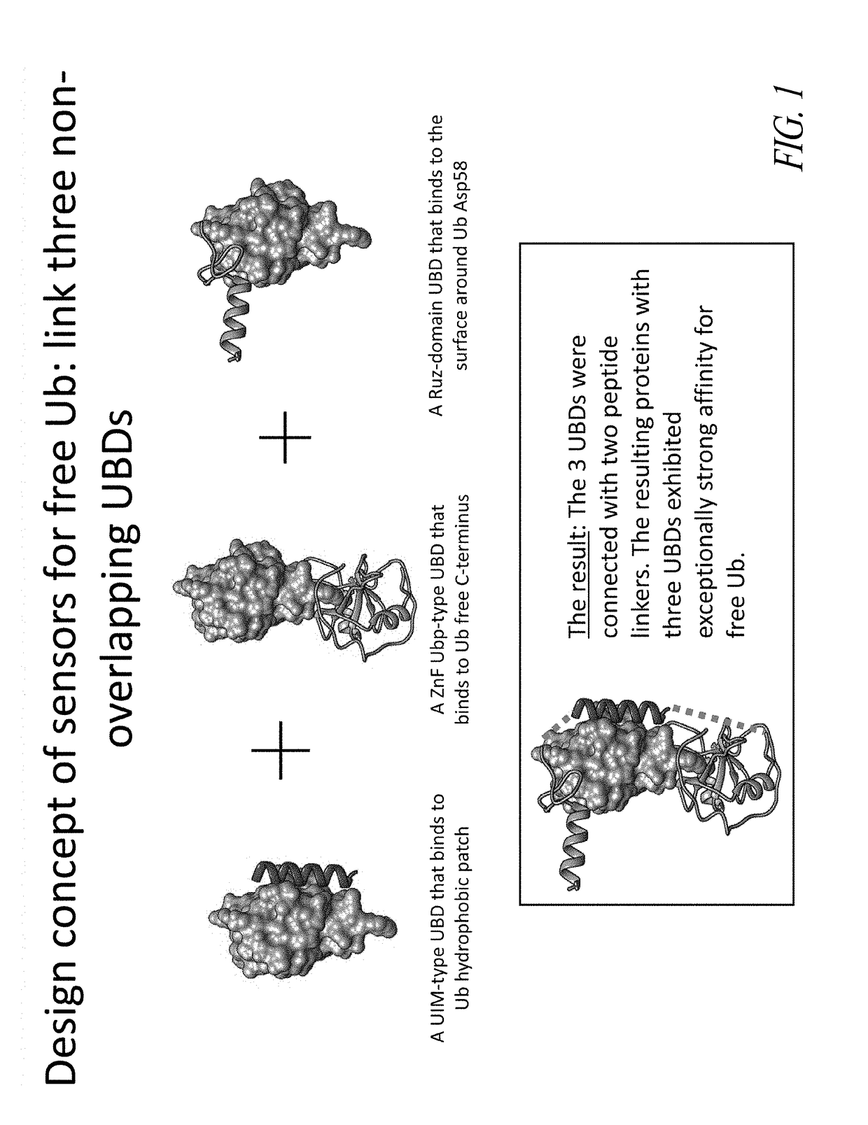 Sensors and assays for ubiquitin or ubiquitin-like proteins