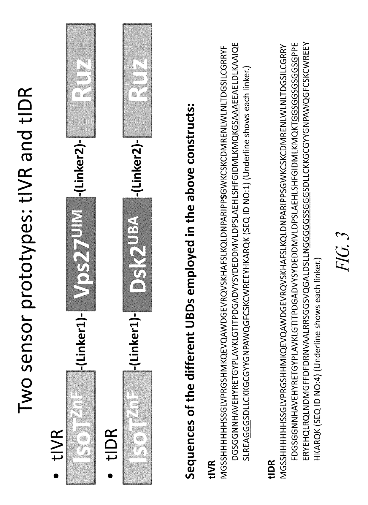 Sensors and assays for ubiquitin or ubiquitin-like proteins