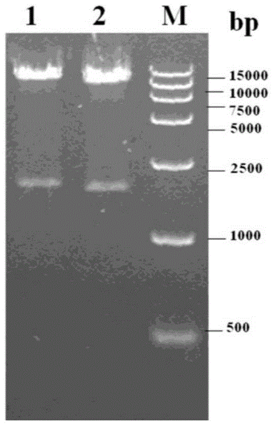 Recombinant baculovirus expressing porcine parvovirus VP2 protein as well as preparation method and application