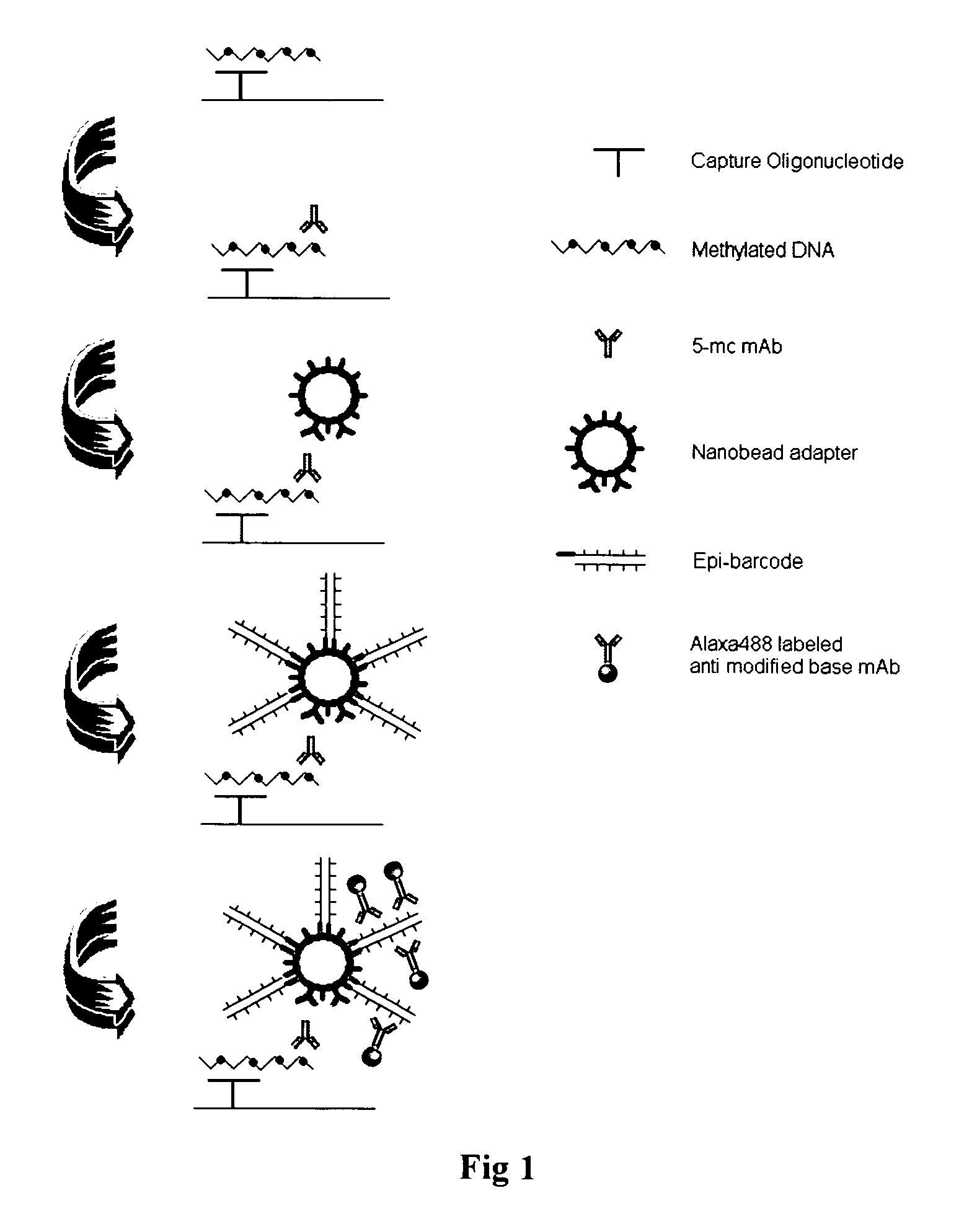 DNA methylation specific signal amplification