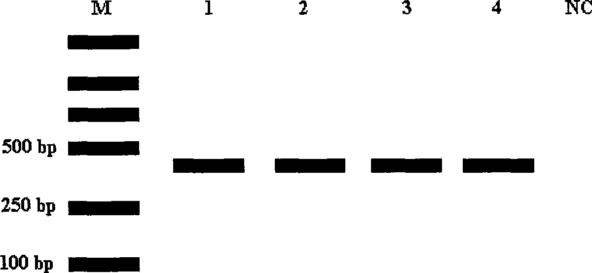 Reagent kit for extracting DNA in Chinese alligator chorion film and use method thereof