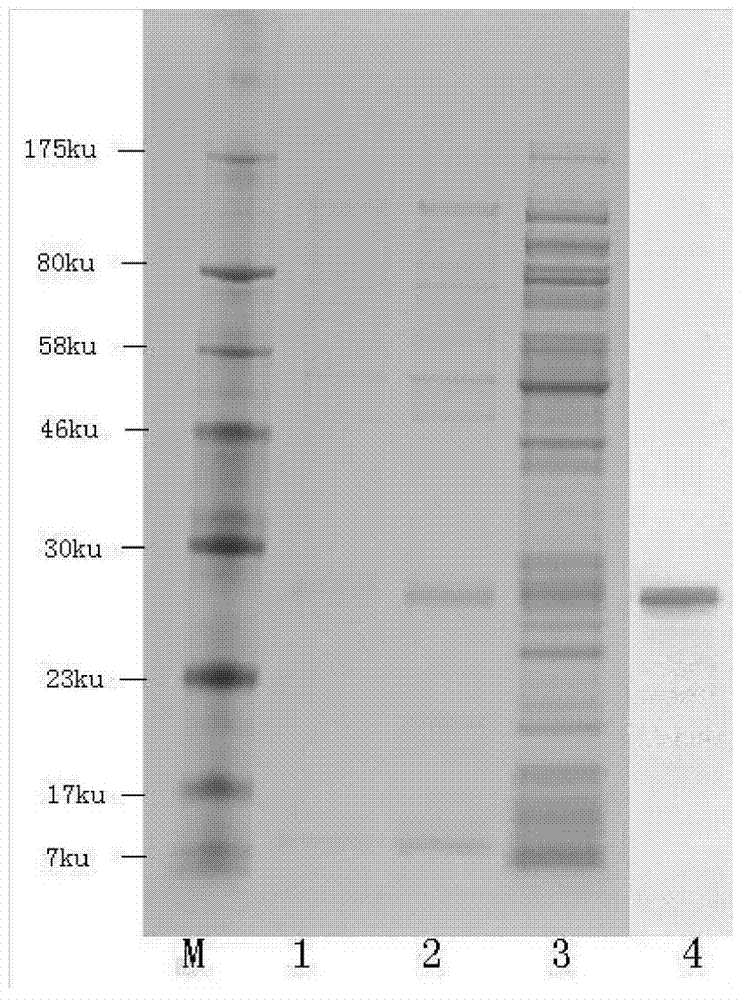 Monoclonal antibody for African swine fever virus gene II type strain as well as preparation method and application thereof