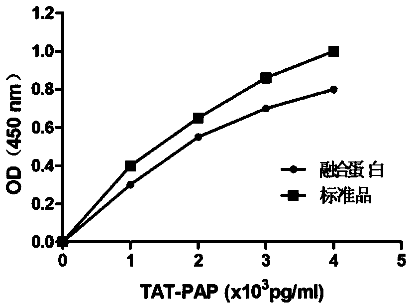 TAT-PAP fusion protein as well as preparation method and application thereof