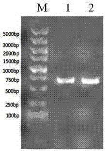 A kind of human bocavirus type 1 antibody indirect ELISA diagnostic kit