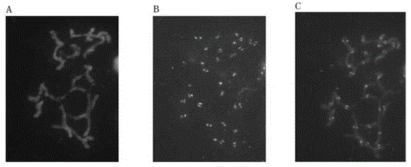 Brachypodium distachyon functional centromere antigen polypeptide and application