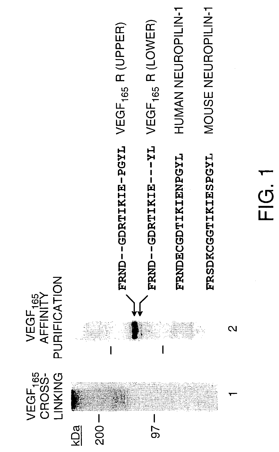 Soluble inhibitors of vascular endothelial growth factor and use thereof