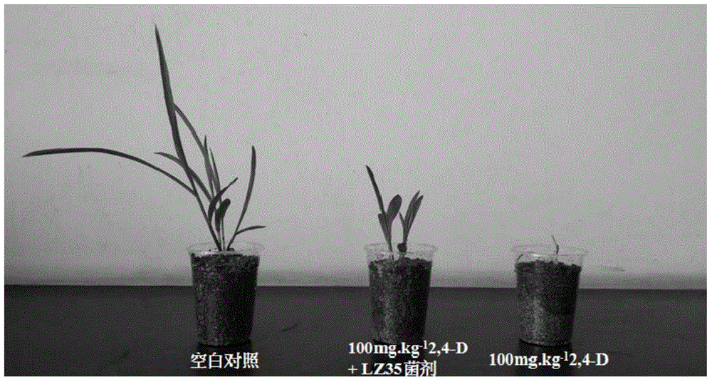 Degradation strain of herbicide 2, 4-D, produced inoculum and application thereof