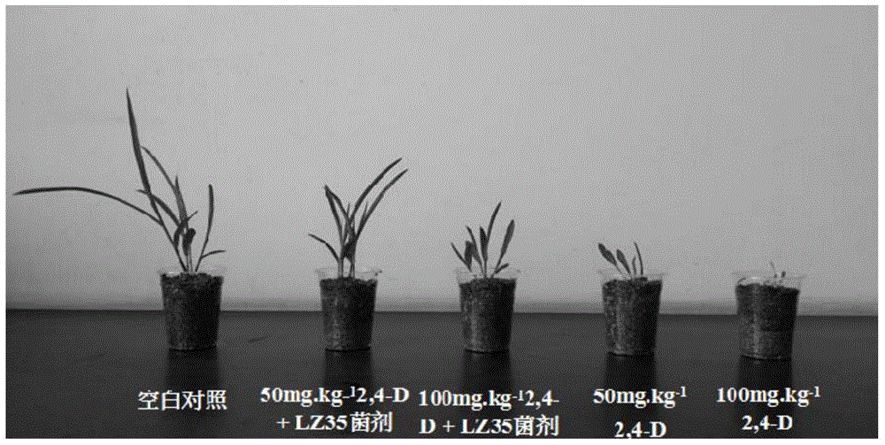 Degradation strain of herbicide 2, 4-D, produced inoculum and application thereof