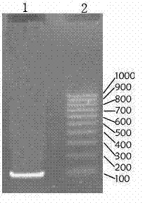 Modified bacillus source and Alpha-amylase gene recombination lactobacillus as well as product and application thereof