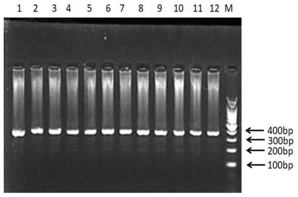 Molecular marker for identifying duck slaughter traits based on myostatin gene MSTN and identification method and application thereof