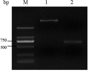 Murine human colorectal cancer-resistant Fab phage antibody library and construction method thereof