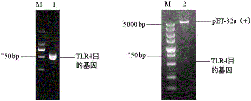 Preparation method and application of porcine TLR4 polyclonal antibody