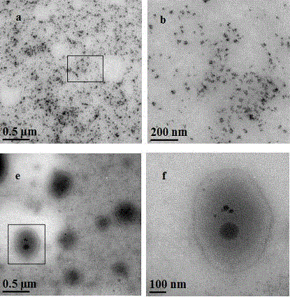 Preparation method of temperature and pH sensitive organic/inorganic hybrid material POSS/PDMAEMA-b-PNIPAM