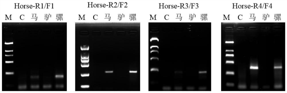 Primer pair, kit and method for rapidly detecting horse-derived components in horse hide and mule hide