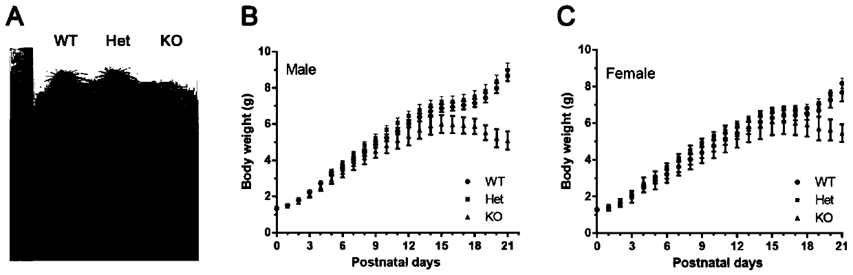 CAMSAP1 protein and application of gene thereof as epileptic drug target