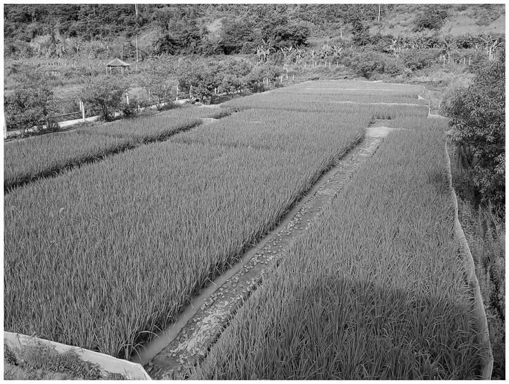 Ecological breeding method for polyculture of Thailand tiger frogs in rice field