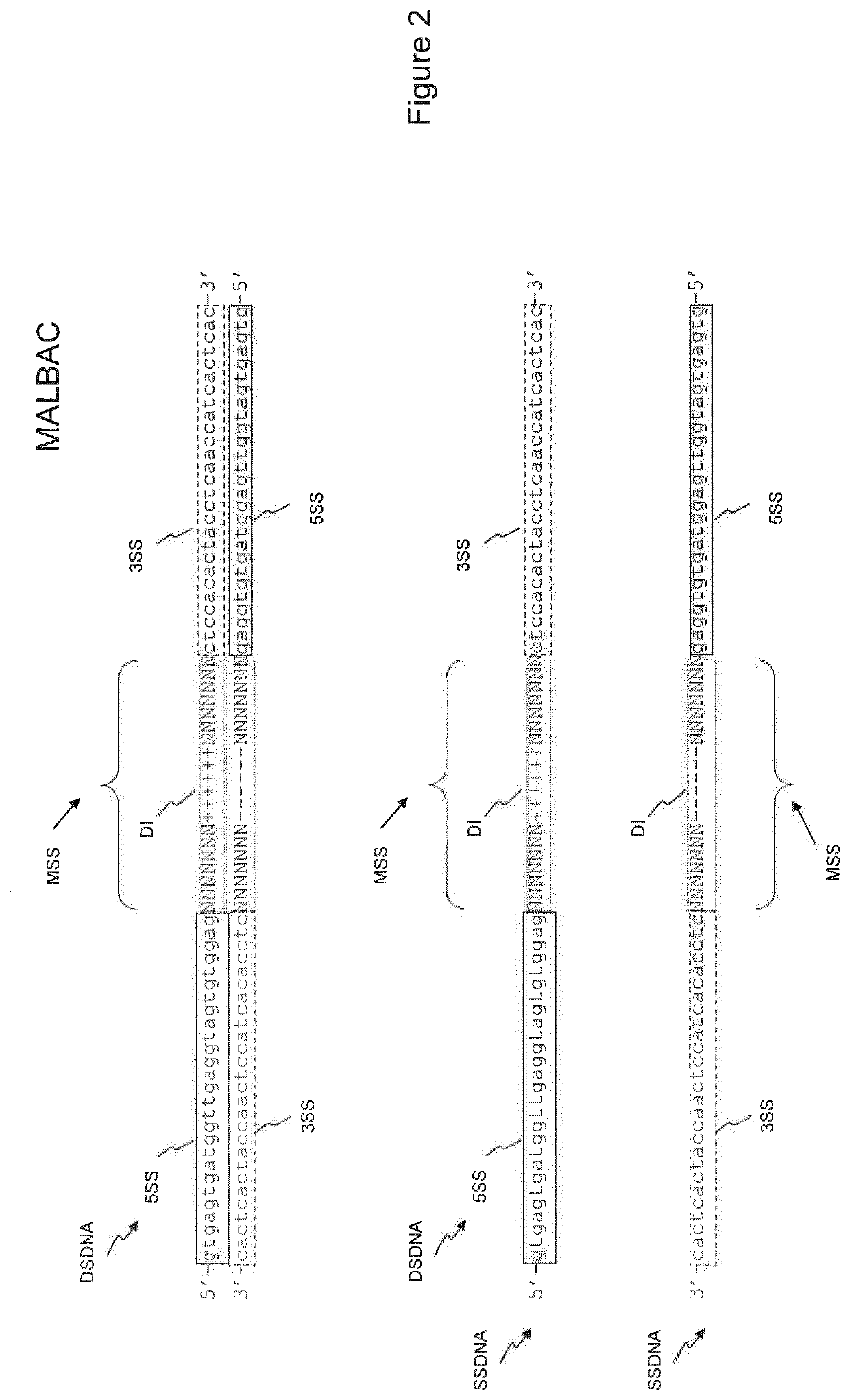 Method and kit for the generation of DNA libraries for massively parallel sequencing