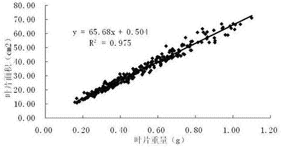 Mass rapid measurement method for irregular leaf areas