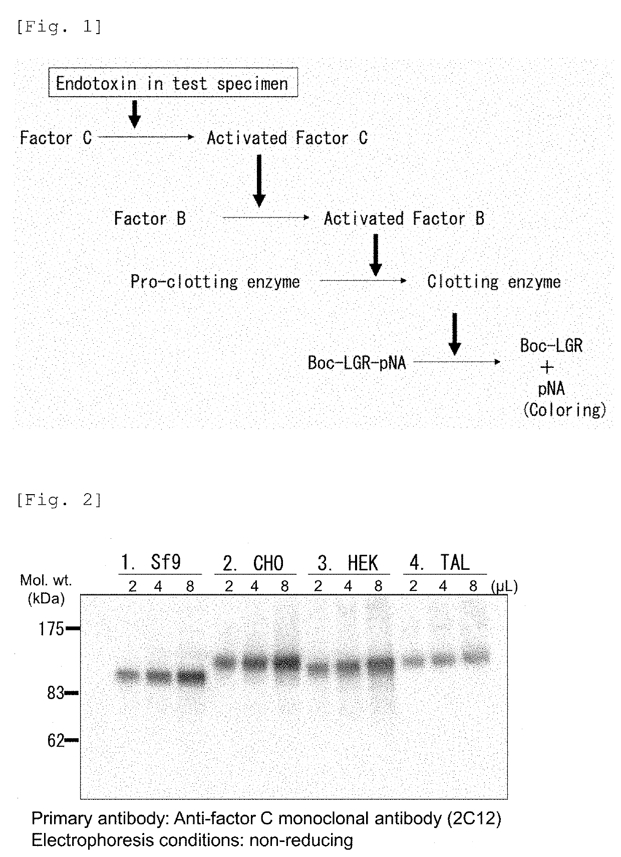 Novel recombinant factor c and method for producing the same, and method for measuring endotoxin