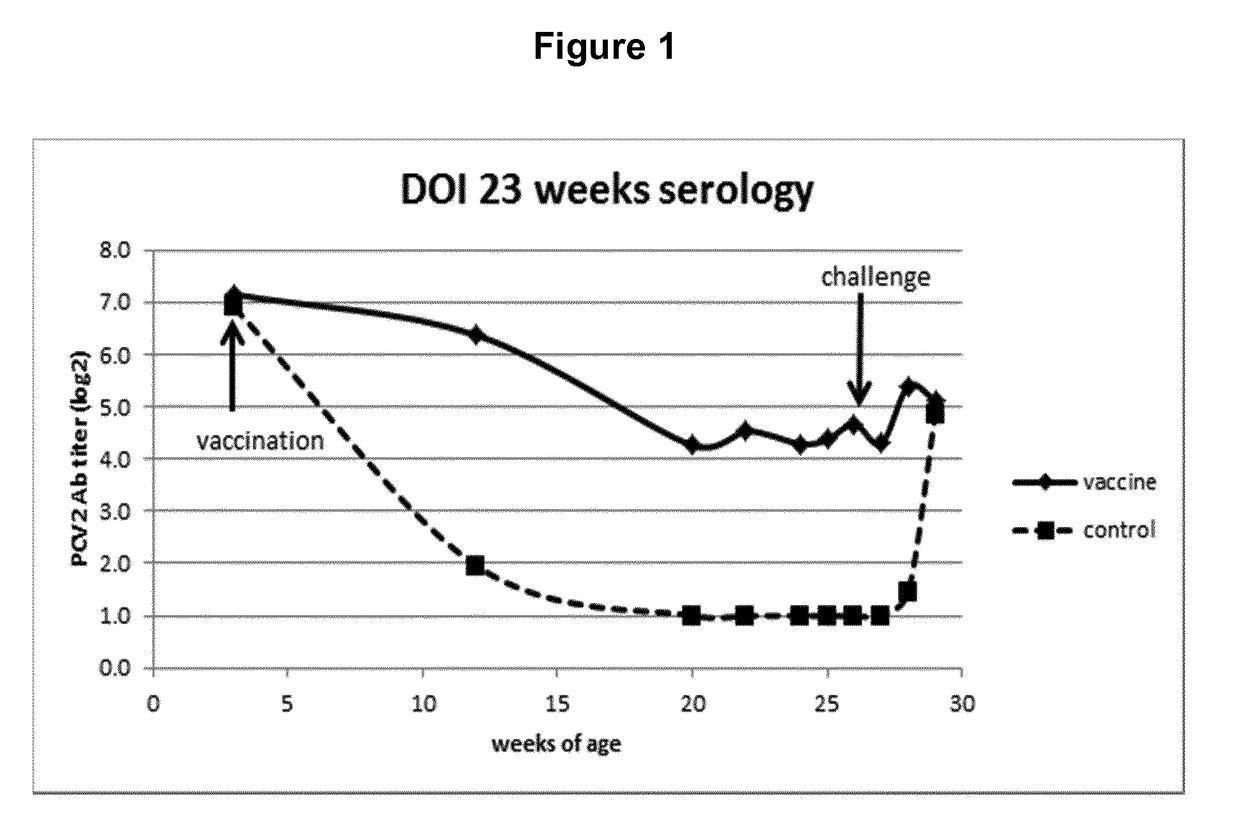 Vaccine against porcine circo virus type 2