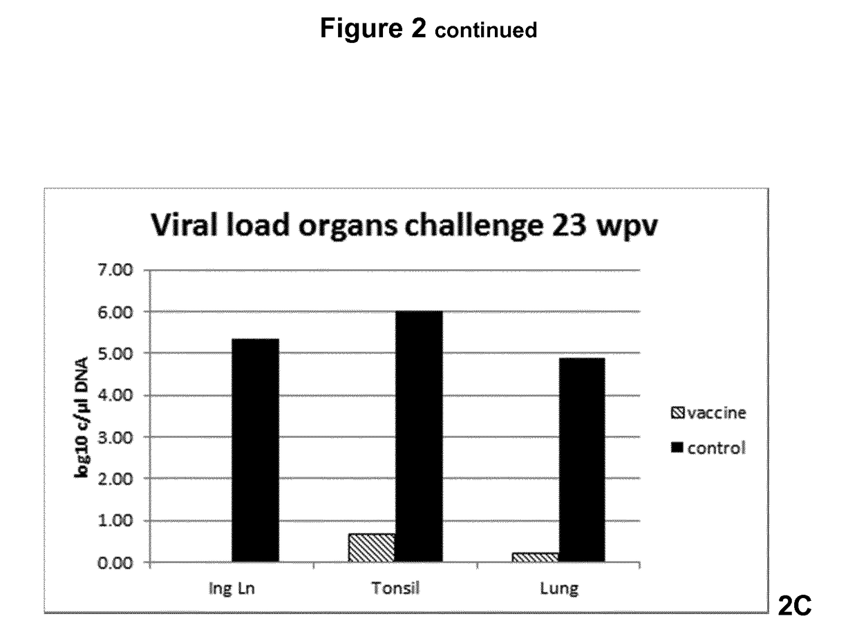 Vaccine against porcine circo virus type 2