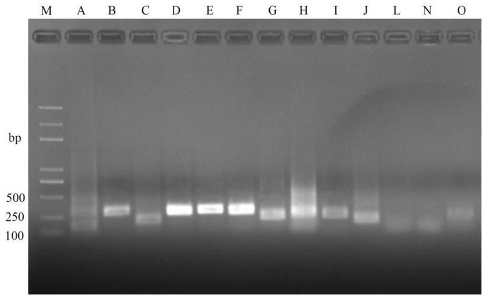 RPA (recombinase polymerase amplification) detection primer, probe and detection method for bacterial fruit blotch of cucurbit