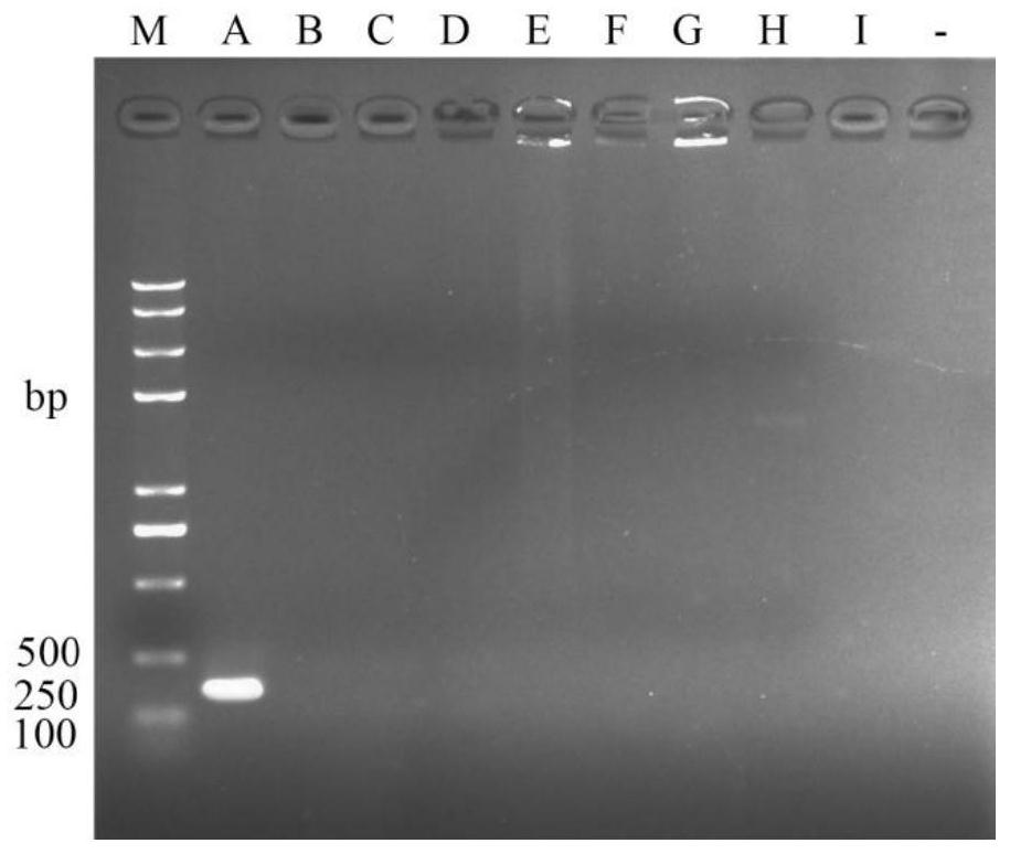 RPA (recombinase polymerase amplification) detection primer, probe and detection method for bacterial fruit blotch of cucurbit