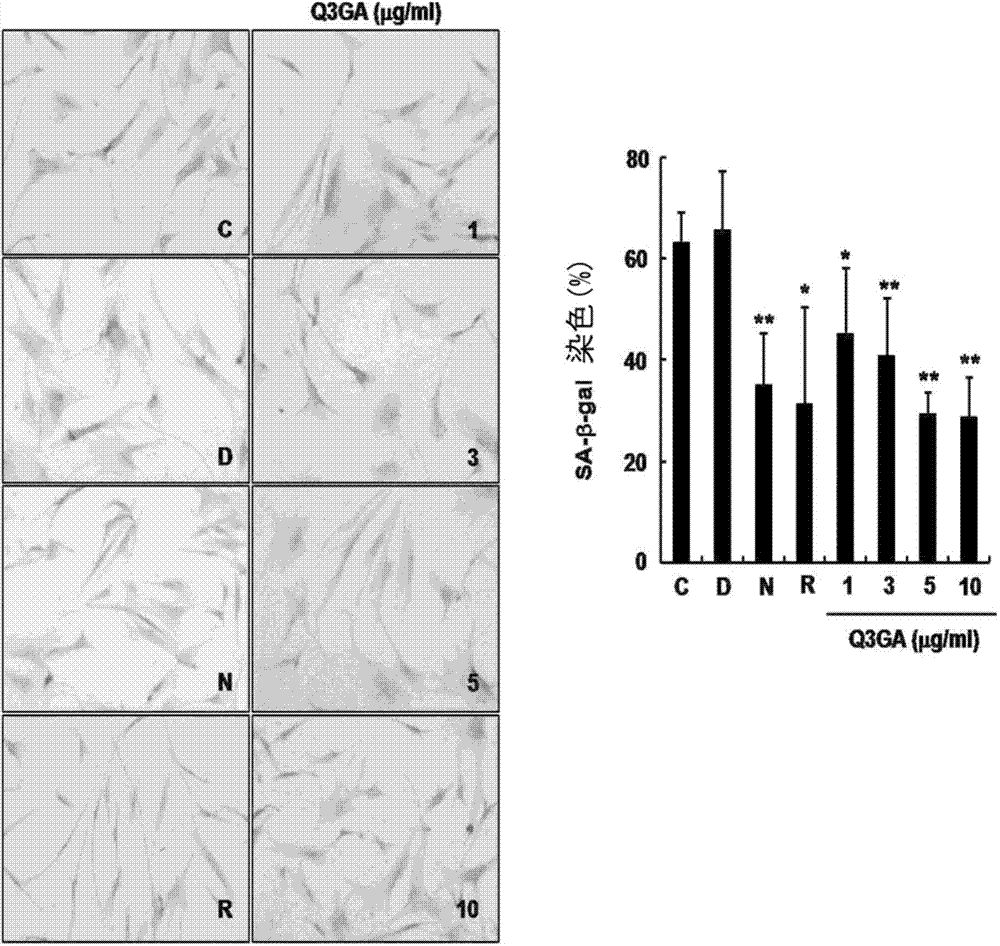 Composition for inhibiting cellular senescence comprising quercetin-3-O-beta-D-glucuronide