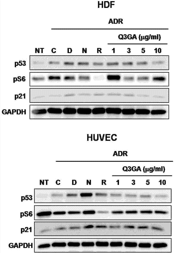 Composition for inhibiting cellular senescence comprising quercetin-3-O-beta-D-glucuronide