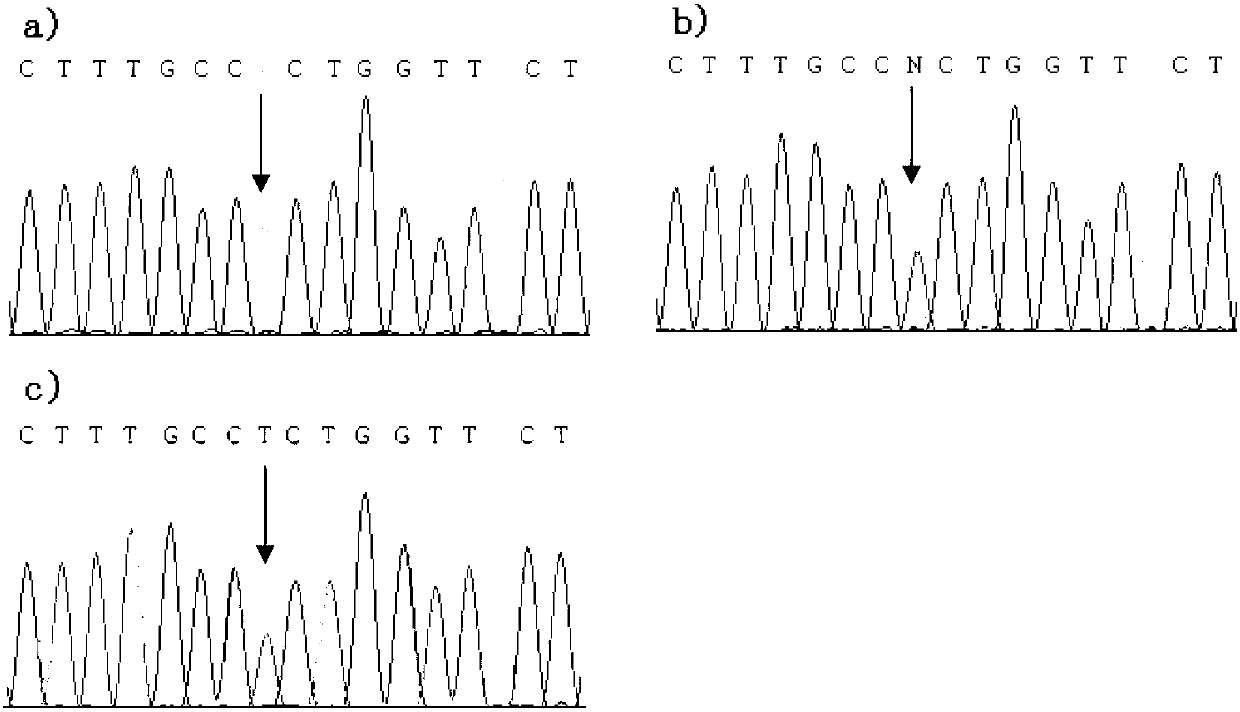 Primer and probe for detecting FMO3 gene A1034T mutation of chicken