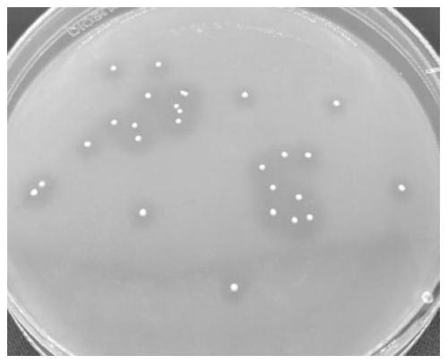 Lactobacillus plantarum concurrently having biogenic amine degradation activity and biological acid reduction activity, and application of lactobacillus plantarum to fruit wine