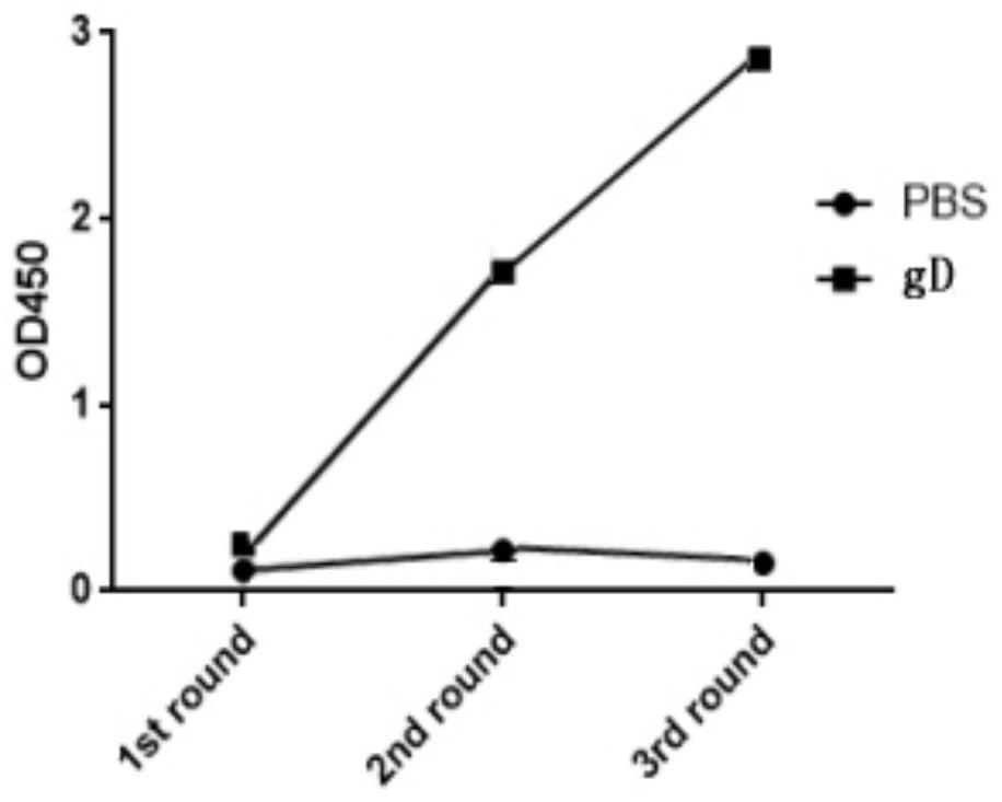 A nanobody targeting porcine pseudorabies virus gd protein, preparation method and application