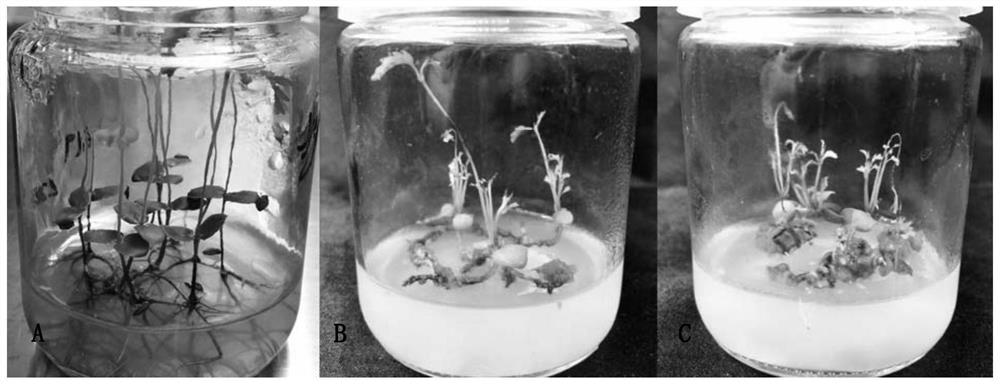 Method for adventitious bud induction and efficient plant regeneration of cassia mimosoides seedlings
