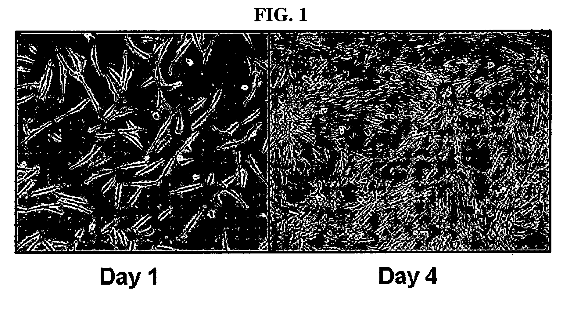 Multipotent stem cells derived from human adipose tissue and cellular therapeutic agents comprising the same