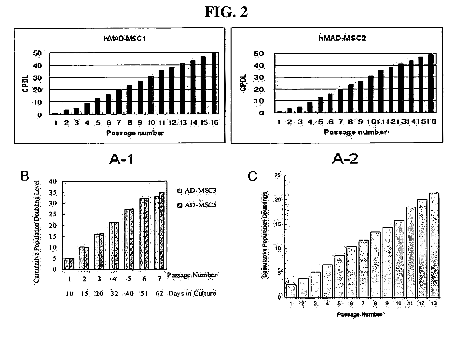 Multipotent stem cells derived from human adipose tissue and cellular therapeutic agents comprising the same