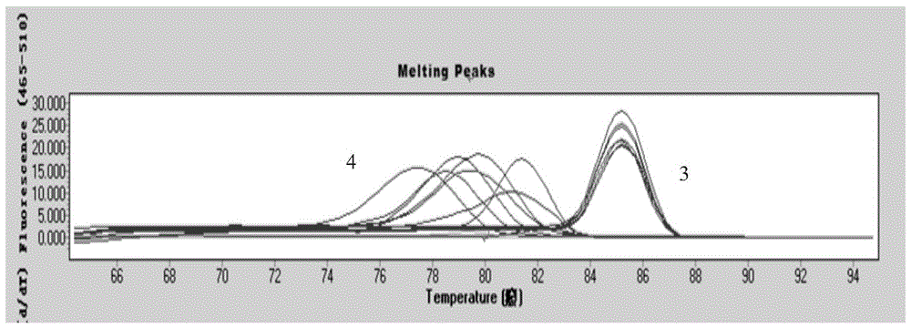 A composition for detecting lung cancer hotspot mutation gene and its application method