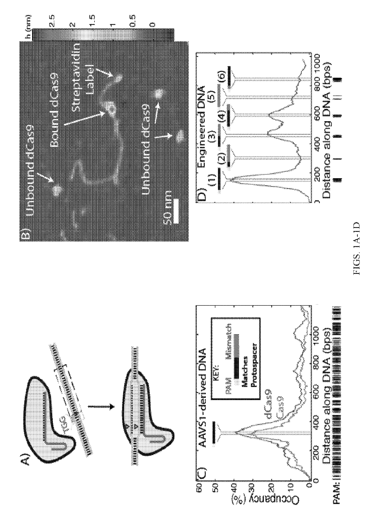 Compositions and methods of improving specificity in genomic engineering using rna-guided endonucleases