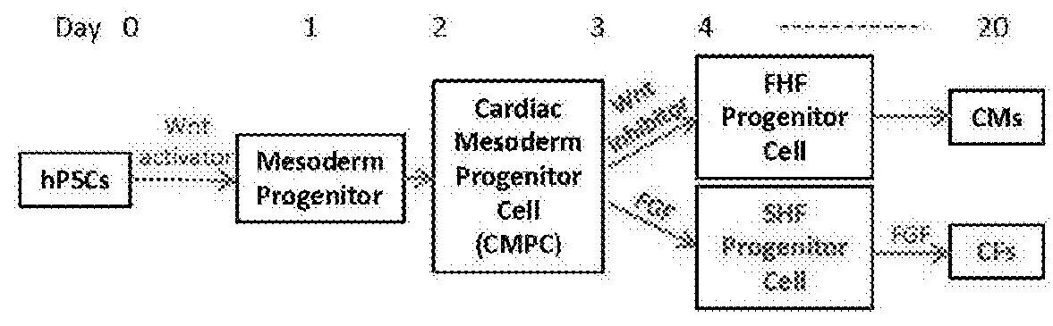 Methods for cardiac fibroblast differentiation of human pluripotent stem cells