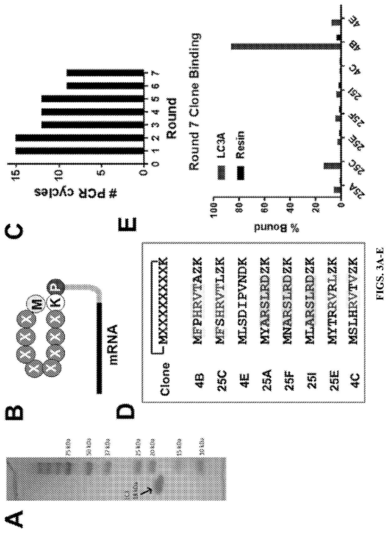 Macrocyclic peptides for targeted inhibition of autophagy