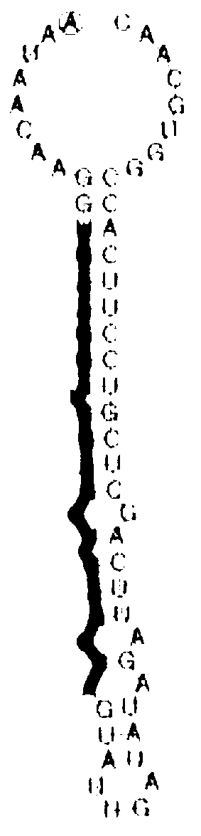 Plant salt tolerance related miRNA (microribonucleic acid) and application thereof