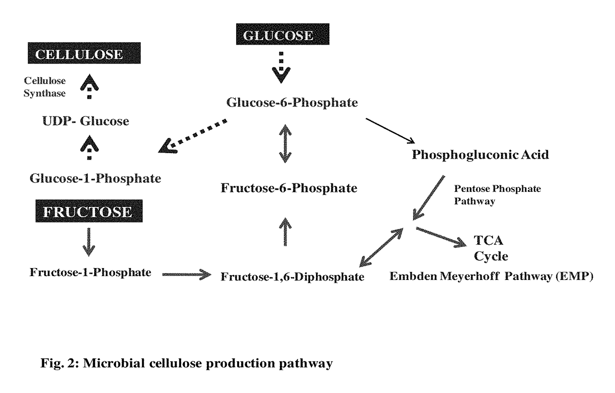 Isolated bacterial strain of gluconacetobacter oboediens and an optimized economic process for microbial cellulose production therefrom