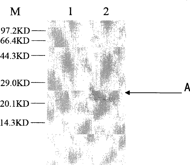 Antiviral protein and uses thereof
