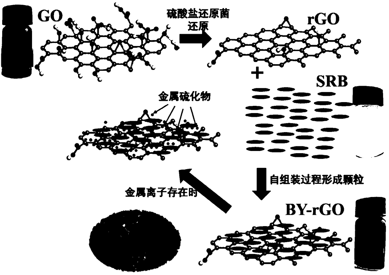 Immobilized sulfate reducing bacterium particle preparation method and application