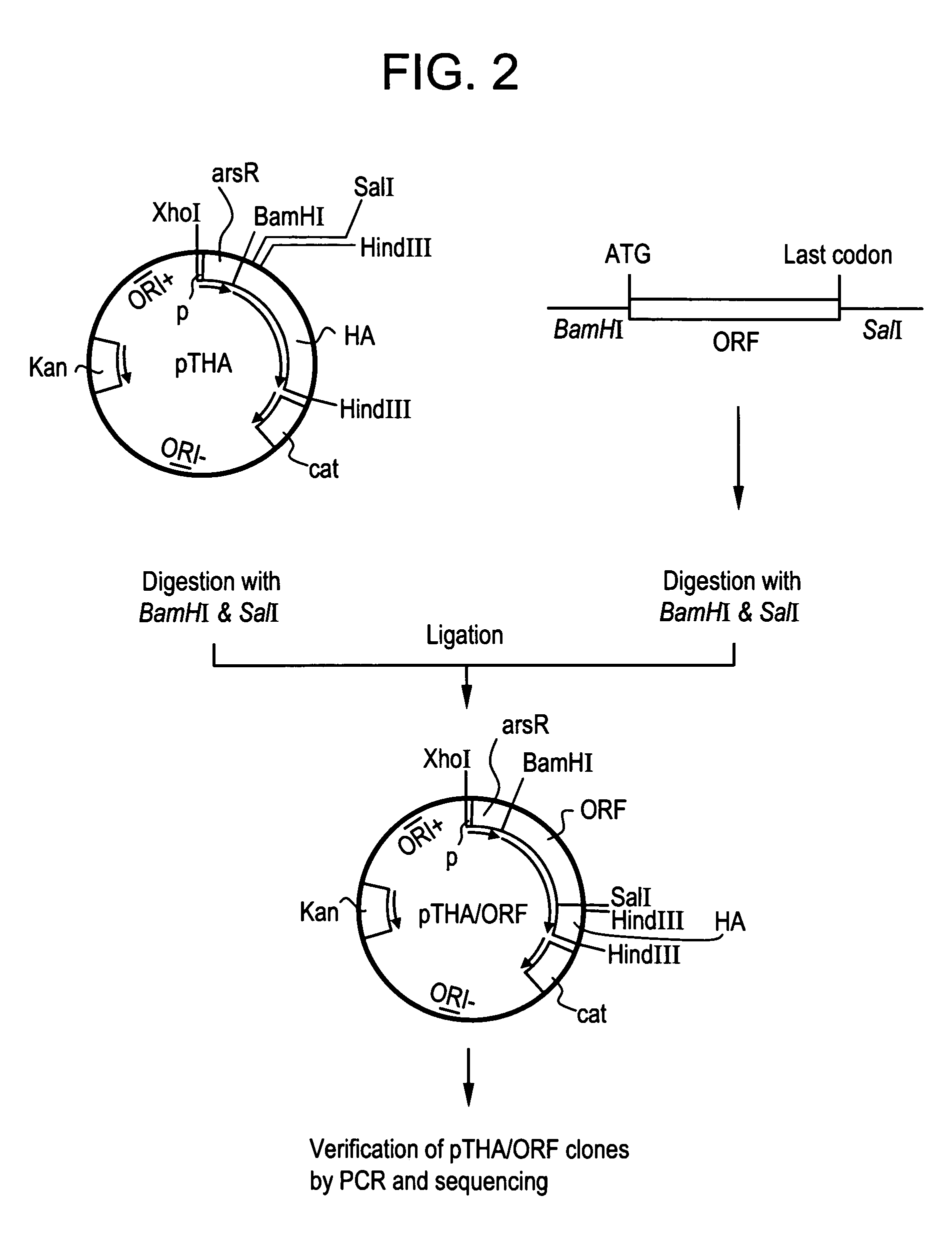 DNA sequences from <i>staphylococcus aureus </i>bacteriophage 77 that encode anti-microbial polypeptides