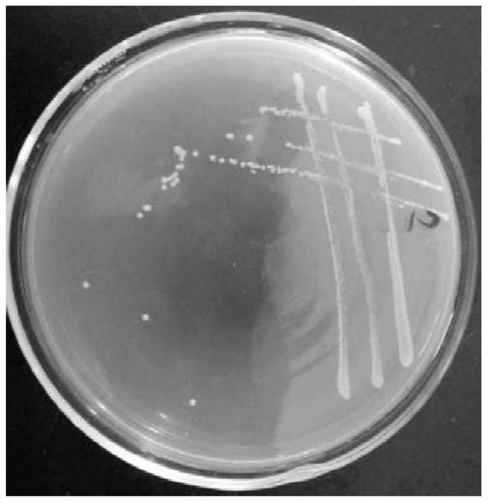 Heterotrophic nitrification-aerobic denitrification paracoccus strain, seed solution and preparation method and application thereof